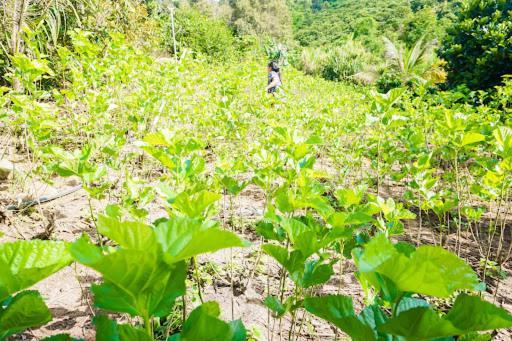Bed and Breakfast Farm Co Chu Tuan Ha Đà Lạt Exterior foto