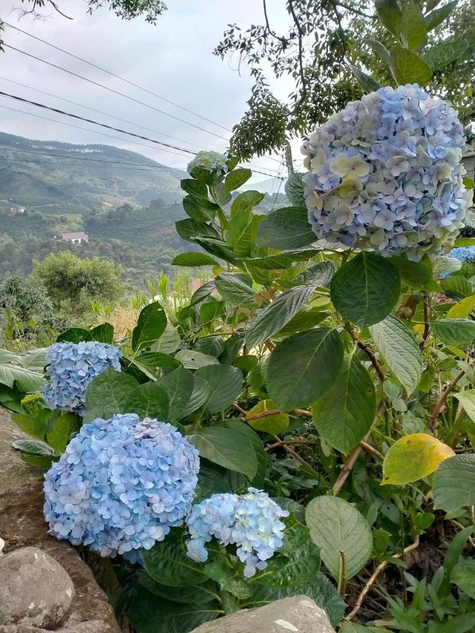 Bed and Breakfast Farm Co Chu Tuan Ha Đà Lạt Exterior foto