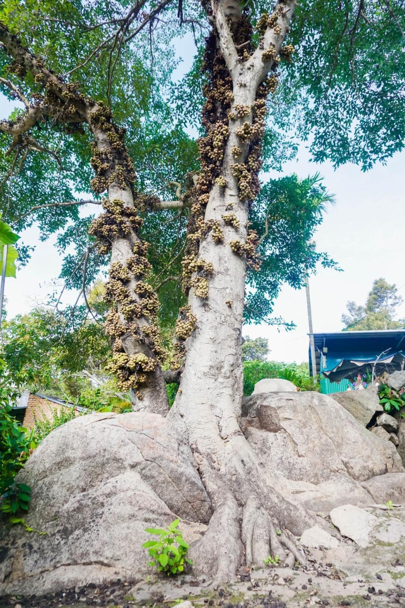 Bed and Breakfast Farm Co Chu Tuan Ha Đà Lạt Exterior foto